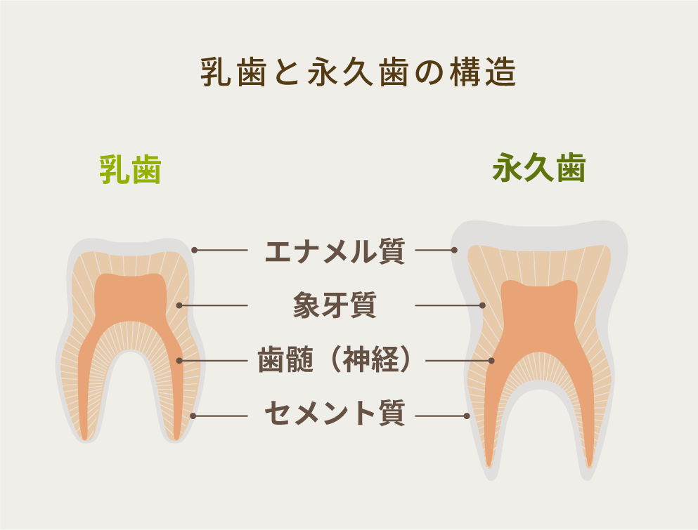 乳歯はエナメル質、象牙質、歯髄、セメント質がそれぞれ永久歯よりも薄い